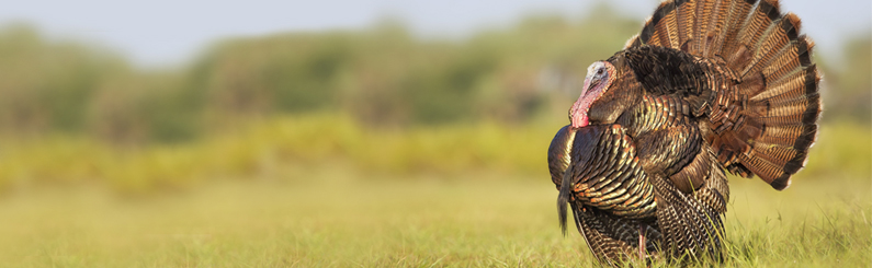 Wild turkey in field image